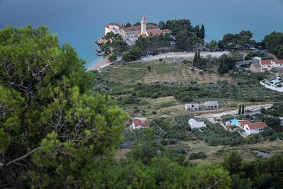 Trees and houses in town