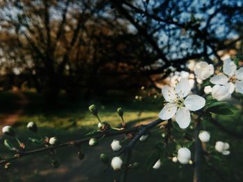 Close-up of fresh flower tree against sky