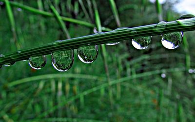 Close-up of water drops on leaf