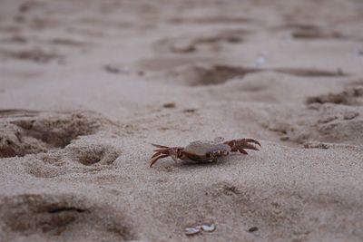 Close-up of crab on sand