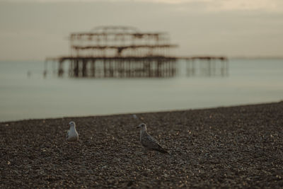 Seagulls perching on the beach