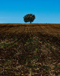 Trees on field against clear sky