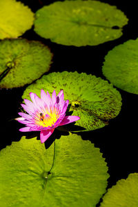 Close-up of lotus water lily in pond