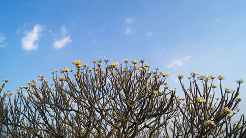 Low angle view of flowers against blue sky