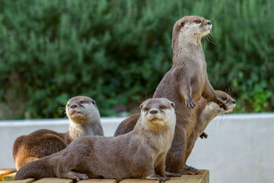 View of otters in zoo