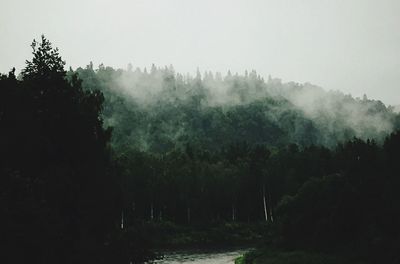 Trees growing against sky at forest