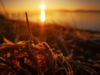 Close-up of plants growing on beach against sky during sunset