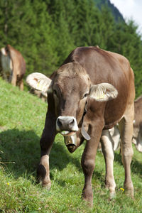 Calf on mountain