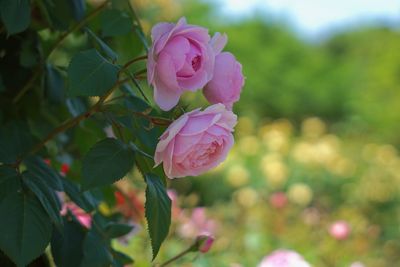 Close-up of pink rose