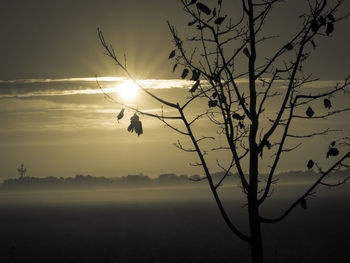 Silhouette bare tree against sky during sunset