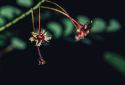 Close-up of red flowering plant