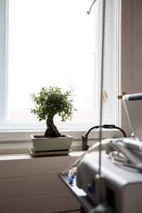 Potted plant on window sill at home