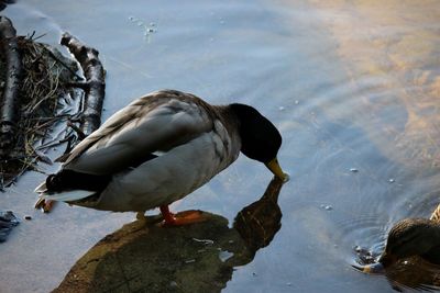 High angle view of mallard duck at lake