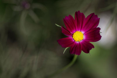 Close-up of flower blooming outdoors