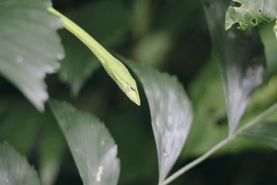 Close-up of lizard on plant