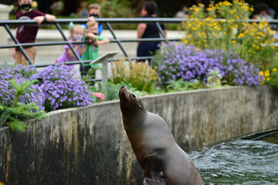 Seals are swimming and playing in their exhibition habitat.