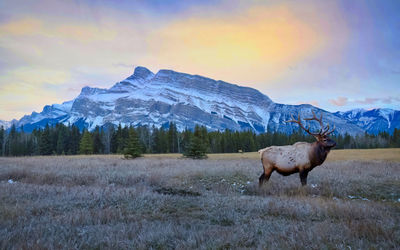 Horse standing on field against sky during sunset