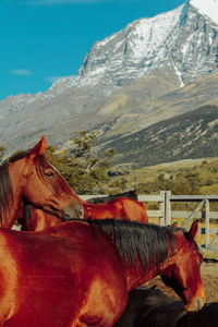 Side view of horse on mountain against sky