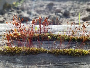 Close-up of plants by river