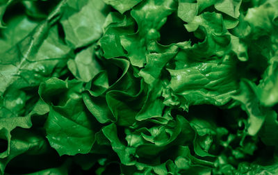 Full frame shot of green leaves