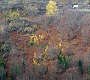 Trees on landscape