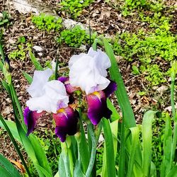 High angle view of crocus blooming outdoors