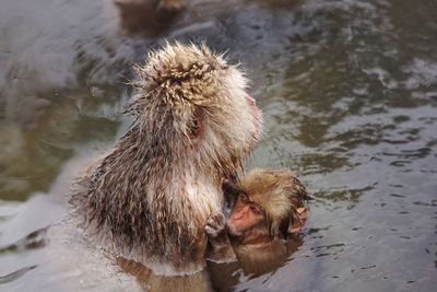 Close-up of macaques in lake