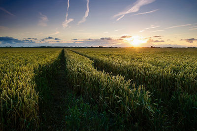 Scenic view of field against sky during sunset