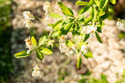 plant