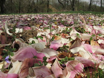 Close-up of pink flowering plants on field