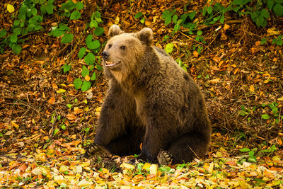 Close-up of a wild bear in the forest