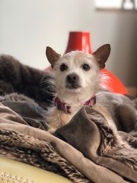 Portrait of dog relaxing on bed at home