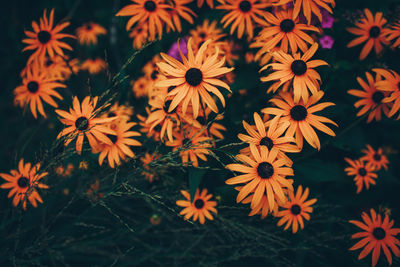 Close-up of orange flowering plants outdoors