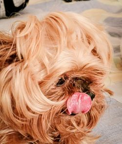 Close-up portrait of a dog