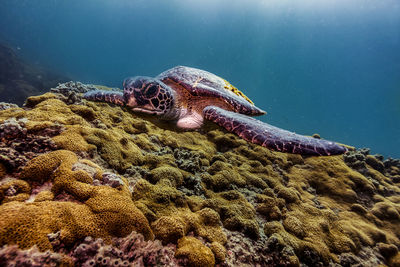 Close-up of turtle swimming in sea