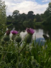 Close-up of pink flowering plant on field against sky