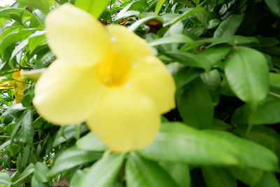 Close-up of yellow flowering plant