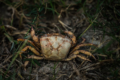 High angle view of spider on field