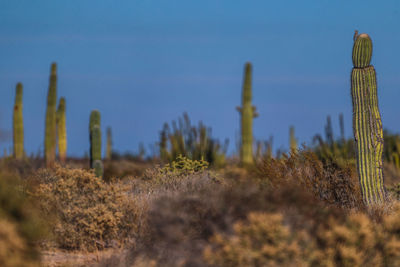 Close-up of cactus growing on field against sky