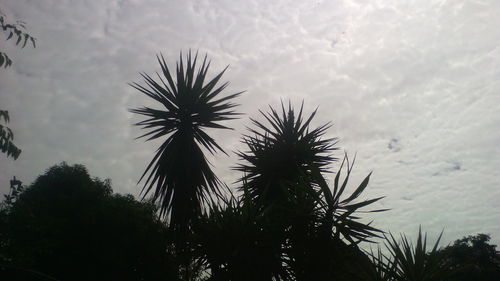 Low angle view of trees against sky