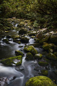 Stream flowing through rocks in forest