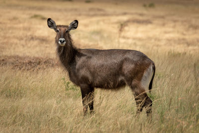 Animal standing on land in forest