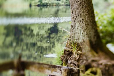 Reflection of trees in water