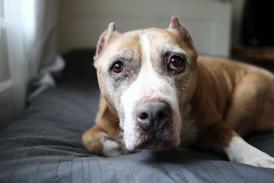 Close-up portrait of dog lying at home