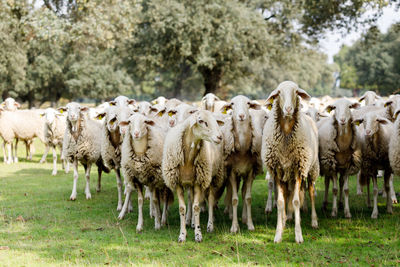 View of sheep on field