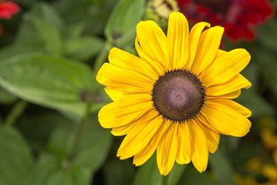 Close-up of yellow flower