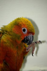 Close-up of parrot eating