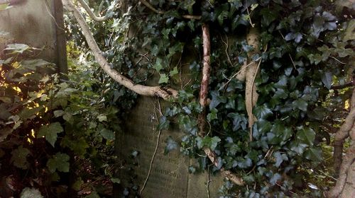 Plants growing on tree