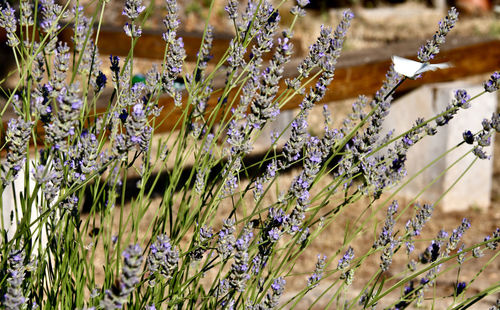 Close-up of purple flowering plants on field