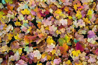 Full frame shot of autumnal leaves